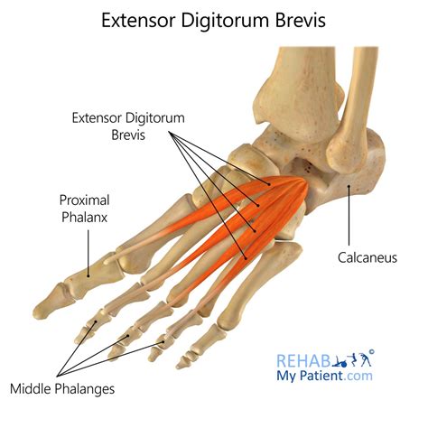 Extensor Digitorum Brevis | Rehab My Patient