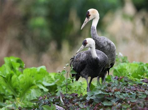 Hooded Crane - eBird