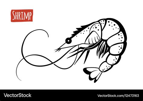 Shrimp black and white Royalty Free Vector Image