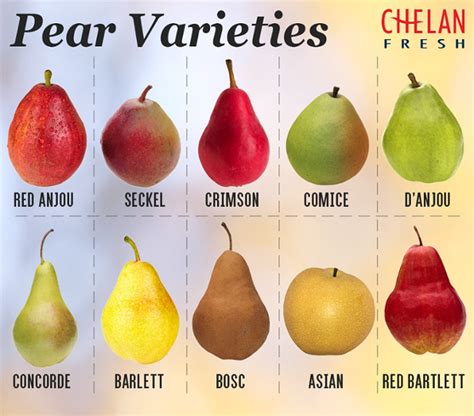 How to Ripen Pears - Kitchen Hack - Chelan Fresh