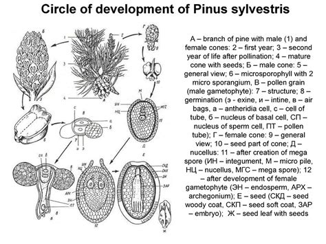 Pinophyta Life Cycle