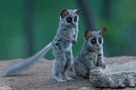 Bushbabies – The Southern Lesser Galago - Africa Geographic | Unusual ...