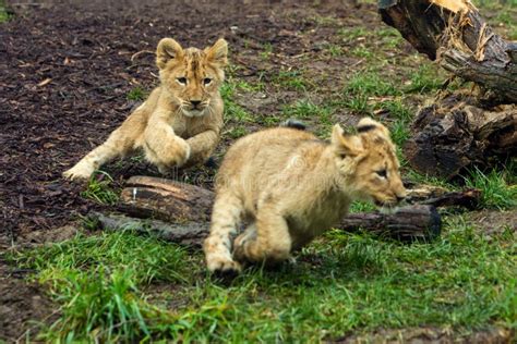 Two Young Lion Cubs Playing Stock Photo - Image of kitten, small: 29289720