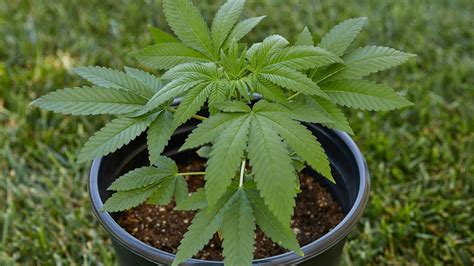 A Beginners Guide On How To Grow Weed Outdoors