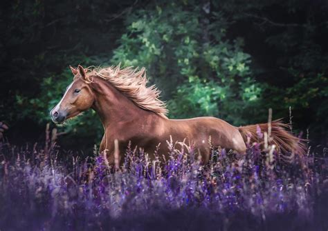 Download Animal Horse HD Wallpaper