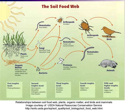 Soil food web - Wikipedia