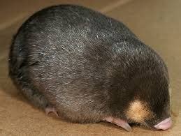 WE (World English): South African EnDangered: GiAnT Golden MOLe