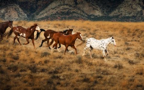 Running Horses Wallpaper (63+ images)