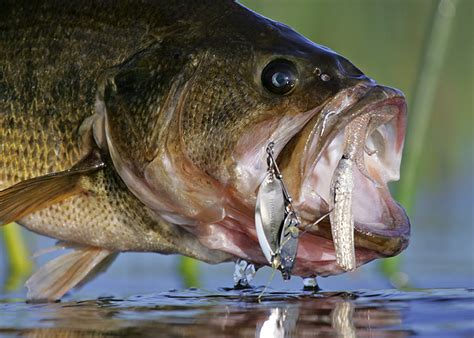 How To Catch Largemouth Bass - In-Fisherman