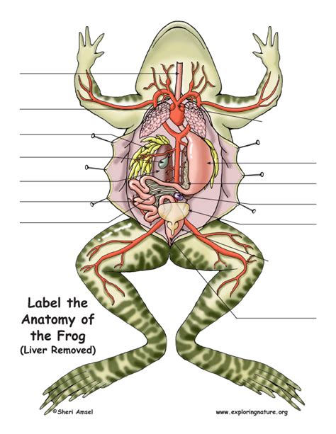 Frog Anatomy (Under the Liver)