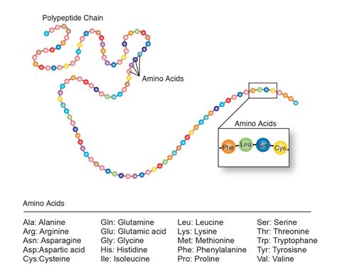 Amino Acids