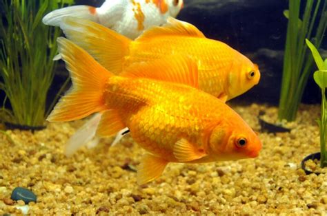 24 Market Reports: Global Ornamental Fish Market Research Report 2017