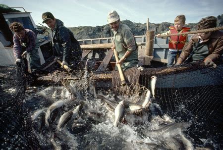 No Recovery for Atlantic Cod Population | Science | AAAS