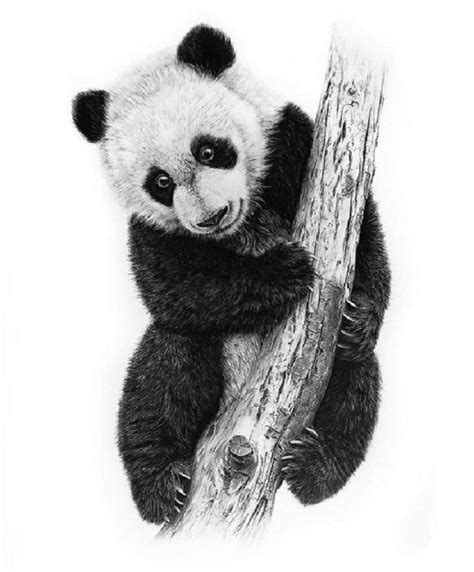 Realistic panda drawing sketch hanging on the tree, Try it now. | Panda ...