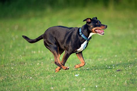 Bull Terrier Crossbreed Dog Photograph by Simon Booth - Fine Art America