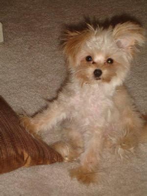 Mixed Breed Spotlight: Pomapoo (Pomeranian Poodle Mix) | Featured Creature