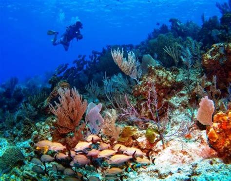 Cayman Brac Diving is a Great Diving Experience | Cayman brac, Grand ...