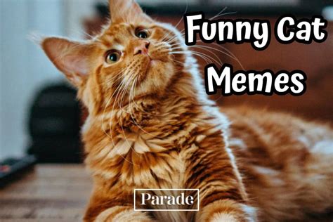 101 Funny Cat Memes To Make You Laugh in 2024 - Parade Pets