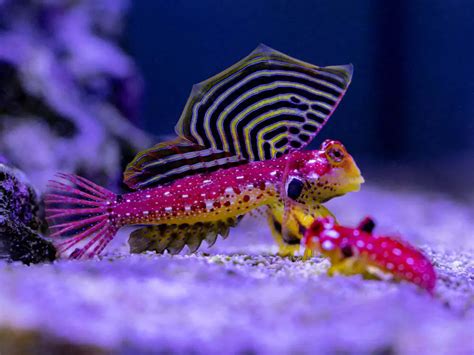 Purple Blenny Fish - Aquariumia