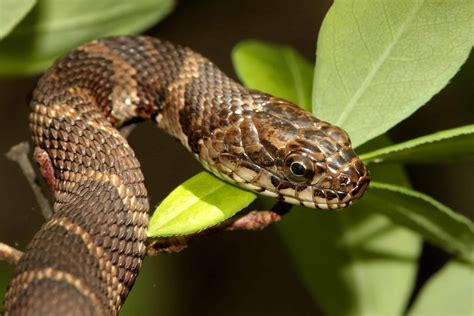 Look Out For These 3 Water Snakes Lurking in Ohio - Animals latest news ...