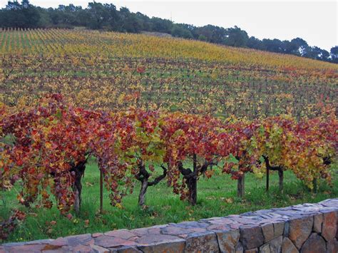 Bach to Bacchus: Napa Valley Vineyards in Autumn Photos