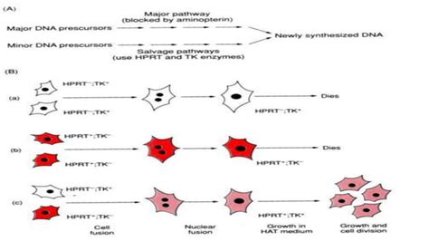 Cell cell hybridization or somatic cell hybridization