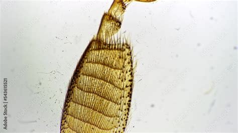 Leg of honeybee carrying pollen whole mount under microscope 40x on ...