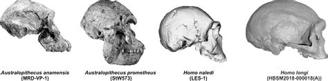 Homo Naledi skull replica from original Full-size reconstruction ...