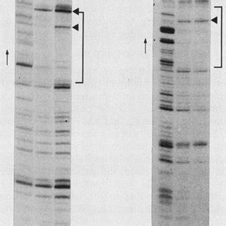 DNase footprinting. The probe labeled at only one end of one strand was ...