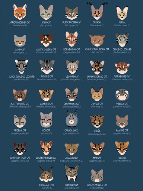 The world's small wild cats and their IUCN Red List status (in ...