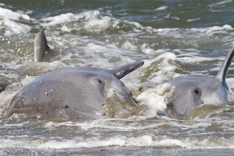 Dolphin Strand Feeding stock photo. Image of tursiops - 34842242