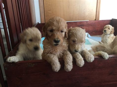 Goldendoodle Puppies For Sale | Urbana, IL #282419