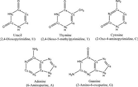 DNA and RNA nucleobases structure and labeling with their conventional...