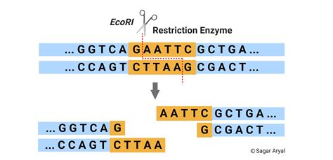 Restriction Enzymes Diagram