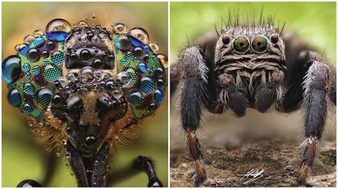 Extreme Detail of Insect and Spider Faces Captured in Incredible Close ...