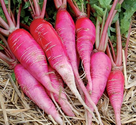 Radish - China Rose - St. Clare Heirloom Seeds