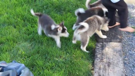 Huskimo Puppies For Sale - YouTube