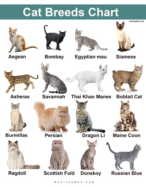 Breeds Originating From South East Asia Cat Breeds Chart Cat Breeds ...