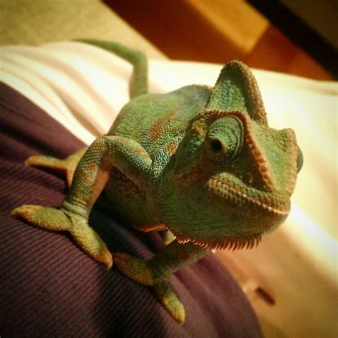 Purple chameleon. I see chameleons now and think of Tangled. | Animals ...