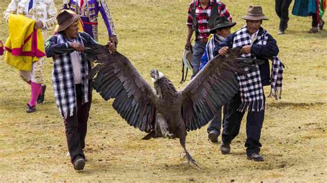 In Peru's Blood Festival, It's The Condor Versus The Bull : Parallels : NPR