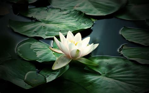 Water Lily Wallpapers - Wallpaper Cave