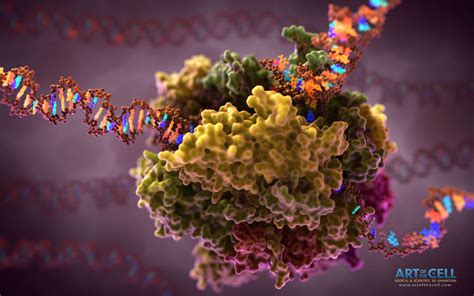 RNA Polymerase Transcription: Scientific Illustration GIF | Medical ...