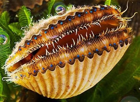 Oyster Eyes : r/natureismetal