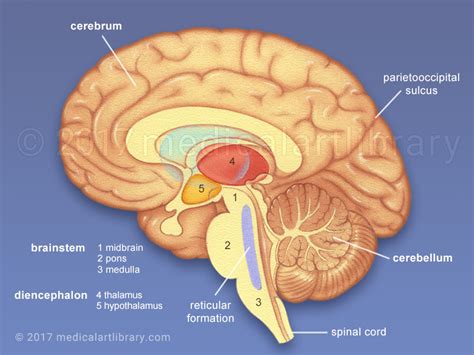 Brain Anatomy - Internal Structures - Medical Art Library