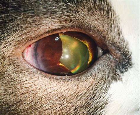 71 best Eye Diseases images on Pinterest | Surgery, A dog and Alternative