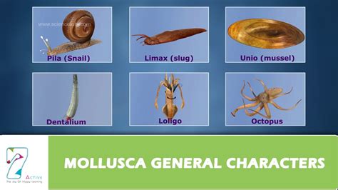 Mollusca Examples