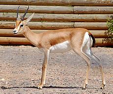 Dorcas Gazelle Facts - Photos - Earth's Endangered Creatures