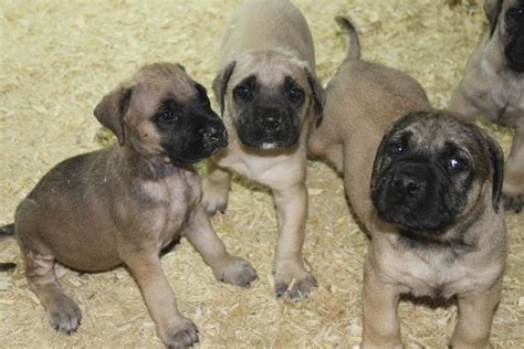 English mastiff puppies - here is some 7 week old puppies just uploaded ...