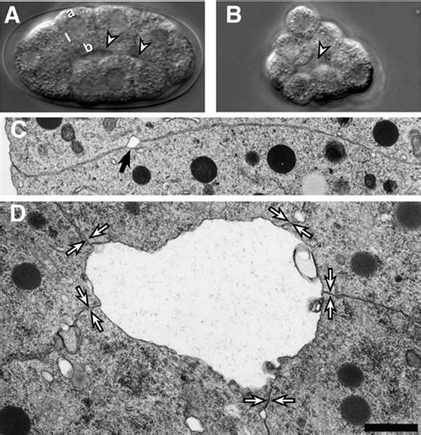 Gastrulation in C. elegans