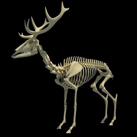 animal skeletons - Google Search | Animal skeletons, Deer skeleton ...